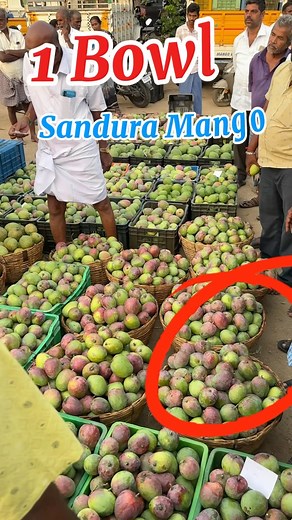 Sandura Mango சந்துரா 22/05/2025🥭 live in Kaveripattinam #mango#mangoseason SindhuraMango – #SindhuraSale – Ideal for promotional posts. #SindhuraMangoSeason – Highlights the seasonal availability. #SindhuraMangoLovers – Engages with the mango enthusiast community. #SindhuraMangoDelight – Emphasizes the taste and quality. | Agri Infotech