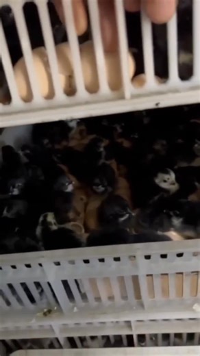 HOW TO IMPROVE EGG HATCHRATE ON INCUBATION : As service providers of hatching services we often meet challenges with customers when they have a bad hatchrate. Sometimes poor hatchrates are as a result of technical challenges like fault incubator, electrical or powercuts, poor humidity and temperature control. When this happens as Hatcheries we must be open and honest to clients and map the way forward to the satisfaction of everyone. However there are cases where some customers are new and they 