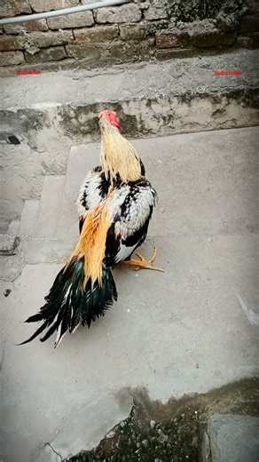 Extremely Beautiful Java Pakistani Aseel Full a Heightened. #aseelmurga #pakistani