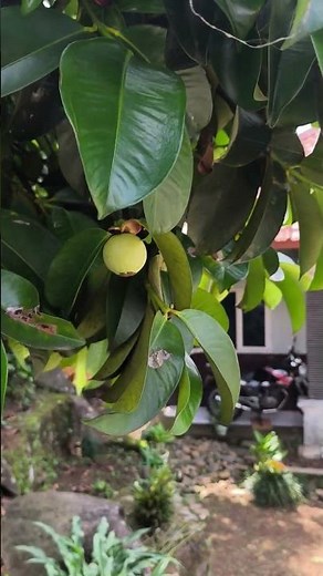 This Tree Actually Explodes Like a Hand Grenade