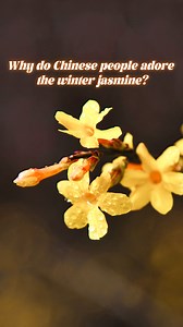 7K views · 117 reactions | "迎春花," or winter jasmine, is a native #plant of #China with a recorded history spanning over 1,000 years. In this episode, we'll continue our floral journey and get to know the hidden meaning carried by this #flower in #Chinese #culture. https://open.spotify.com/episode/57sTPunLEz8ayB9d8Hz2RG?si=6ErgRf_xTAiz811FVULDQA | Learn Chinese | Facebook