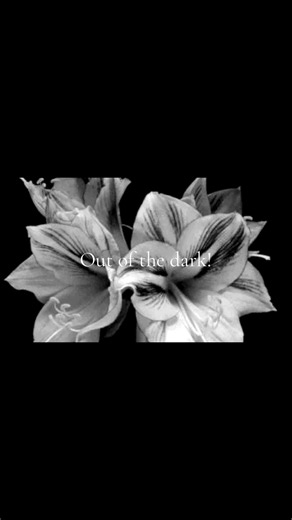 Falco – Out of the Dark Songtext und Übersetzung