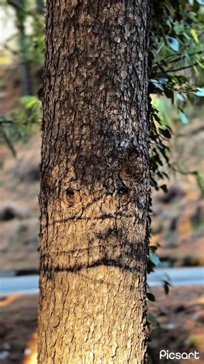 Enhancing Your Corolla's Suspension Sound