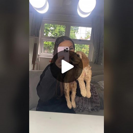 8 weeks - 6 months old ♥️ #cockapoo #puppy #cockapoosoftiktoks #fyp