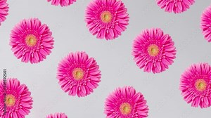 Pink flower on a gray background with its shadow. Minimal spring or summer concept. Spring time inspiration. Hypnotic 4k video.