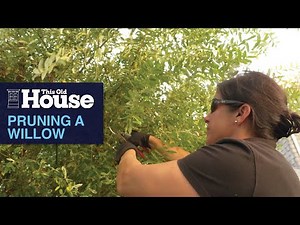 Pruning a Willow Tree | This Old House