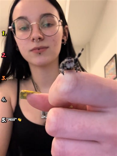 Hilarious Jumping Spider Moments to Brighten Your Day