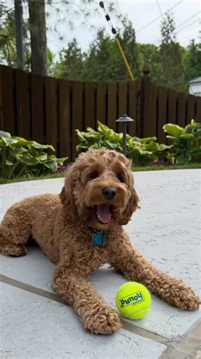 Follow one of our famous cockapoos! @little.louis.life #homesteadcockapoos | Homestead Cockapoos