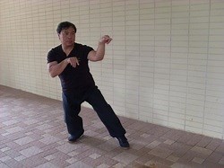 Northern Praying Mantis