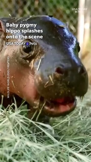 Meet Jellybean! The newborn pygmy hippo is making a splash at Wildlife World Zoo. She's drawing big fans at an Arizona zoo with her playful swims and adorable bond with mom, Lollipop. | USA TODAY