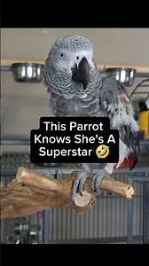 This Parrot Knows She's A Superstar 🤣 #funny #parrot #cute #google #talkingparrot #birds #pets