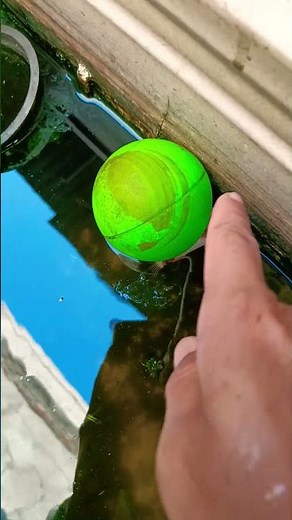 Dead betta fish behind the green ball... Turns out it's true 😭😱😭