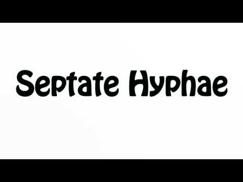 Learn How To Pronounce Septate Hyphae