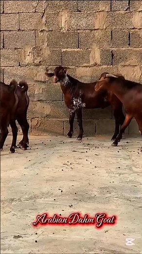 Arabian male goats 🐐🤎