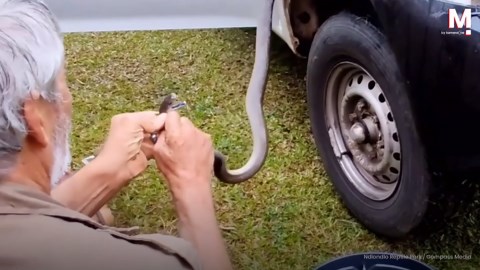 Snake wrangler pulls 'world's deadliest snake' from car with his bare hands