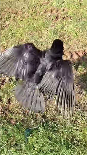 Turbo Crow Flapper A1 Decoy