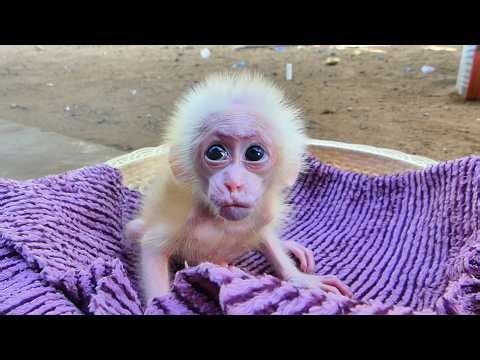 The baby monkey looks at me and opens its big, cute eyes.