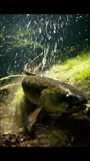 🤯RARE Fish Discovered in HIDDEN Amazon Lake! 🐟🌳 #AmazonRainforest