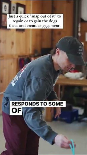 German Shepherd learns how to walk on leash! 🙏🏻