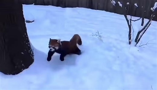 Adorable Red Panda Moments