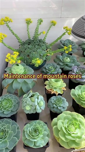 Essential Plant Care Tips for Thriving Indoor Gardens