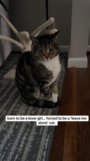 Understanding Tabby Cat Behaviors and Personality Traits