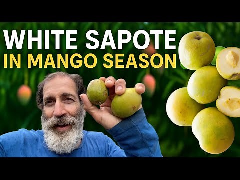 Move Over Mangoes – It’s White Sapote Time! 🍈 South Florida Fruit Tour & Tasting