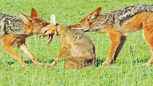 Two jackals gang up on a fox that repeatedly plays dead in a desperate attempt to escape. | Latest Sightings - Kruger