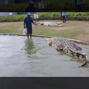 586K views · 1.9K reactions | Big crocodile Papua New Guinea. | Wild Animal World | Facebook