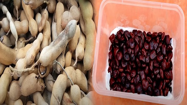 Unveiling the Tamarind Harvest: Advanced Farming and Processing