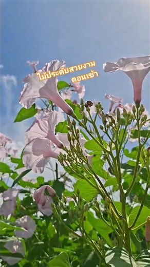 ไม้ประดับสวยงามตอนเช้าจ้า