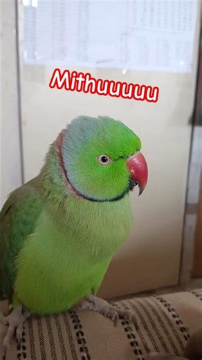 parrot 🦜 ♥#talkingparrot #greenparrot #parrottalking #anuandsuji #cute #birds #talkingparot #comedy