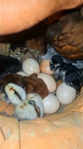 Hatching Eggs: Techniques & Tips , Colorful Chicks.
