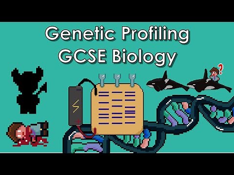 Genetic Profiling - WJEC Biology - (GCSE REVISION) Year 11