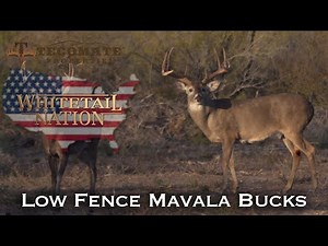 Low Fence Texas Bucks at Mavala Ranch!