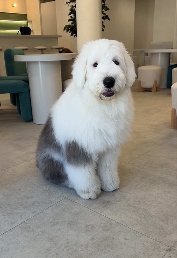 大型犬カフェ「ぽちた」かわいすぎるポチタまとめ
