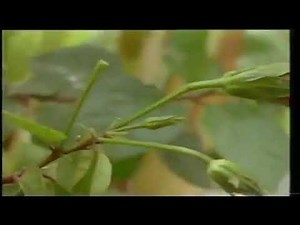 Issey Miyake Commercial, commercial advertise