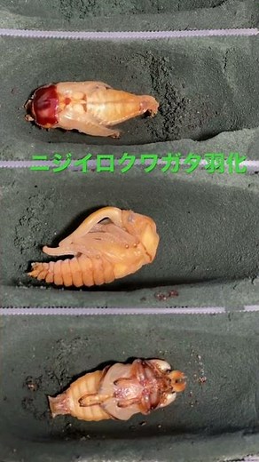 ニジイロクワガタが蛹期間1ヶ月で成虫になったので撮影してみた