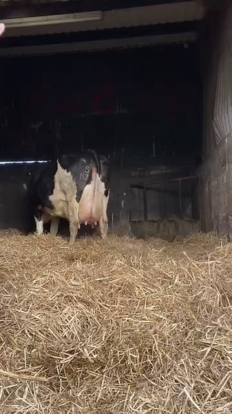 Really like this young lady, went VG89 on her 3rd last Summer and in to calve her 4th today. She’s putting up an awesome udder again this year too 😍 | Kilsunny Pedigree Herds