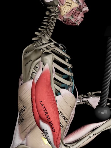 Understanding Triceps: Arms vs. Calves