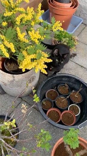 Growing a Potted Mimosa | Pruning & Repotting