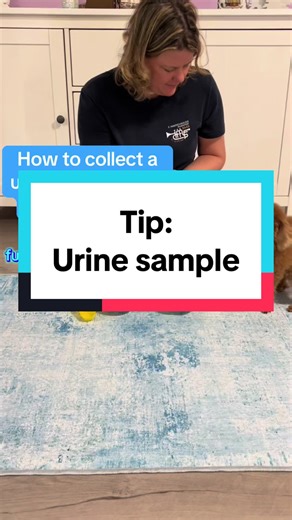 Collecting a urine sample from a small dog sounds easy — until you actually have to do it. When a vet visit required urine samples for Lilly, my first thought was: How am I supposed to do this with such a tiny dog? The funnel the vet gave me didn’t work at all. Lilly just walked off. And honestly, I think many dog parents would give up at that point. But not me and not my mom. We googled, we ChatGPT-ed, and from all the ideas we found, we came up with our own way. This simple workaround saved us