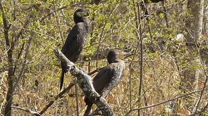 Cormorant, Bird, Tree. Free Stock Video