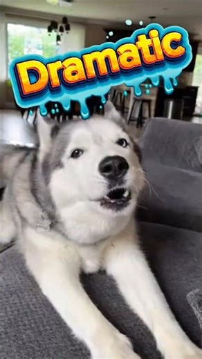 Why are Huskies so Dramatic? 🐕🐾 #dog #cutedog #doglife #dogvideos #husky #huskylife #shorts #viral