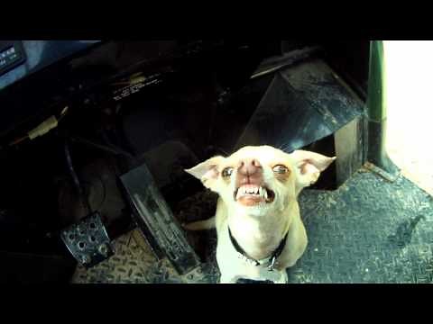 Attack of the Chihuahua