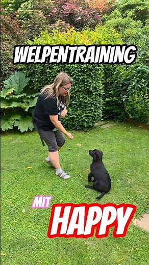 👀😲 Das funktioniert? 🤩😱 Welpe Happy macht SITZ auf Handzeichen. #welpenerziehung #labradorwelpen