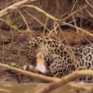 53K views · 414 reactions | Brave Elephant Helps Calves Zebra Escape From Lion. | Happy | Facebook