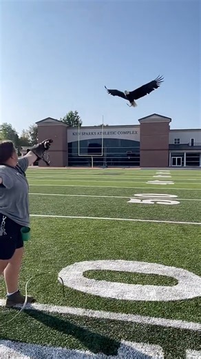 Did you see Lincoln the bald eagle featured at Super Bowl LX!? Here is what power of flight really looks like. Lincoln decides when he flies and how long. In this video-he demonstrates his ability to say nope! He circled and came back when he was ready. Ethical training means CHOICE. Always. In the wild, bald eagles survive when their habitats survive, when they have an environment not impacted by humans, enough food for themselves and future generations, and the ability to thrive on their terms
