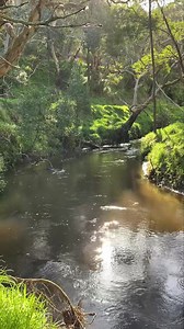 6.2K views · 97 reactions | The Ford River, tributary of the Aire, after some rainfall this weekend. - Tim Vincent | Victorian Creeks and Rivers; Friends of Deep Creek | Facebook