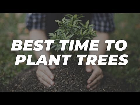 Best Time to Plant Trees in Texas 🌳